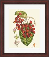 Framed Crimson Berries II