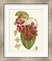 Framed Crimson Berries II