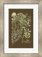 Framed Organic Greenery III