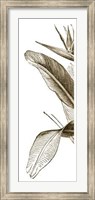 Framed Bird Of Paradise Triptych I