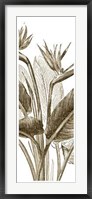 Framed Bird Of Paradise Triptych II