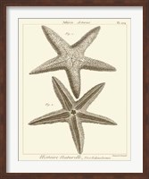 Framed Striking Starfish I