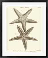 Framed Striking Starfish I