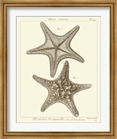 Framed Striking Starfish II