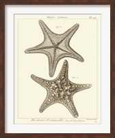 Framed Striking Starfish II