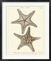 Framed Striking Starfish II