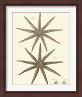 Framed Striking Starfish III