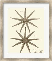 Framed Striking Starfish III