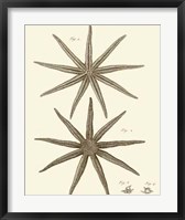 Framed Striking Starfish III