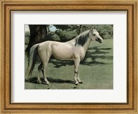 Framed Cassell's Horse I
