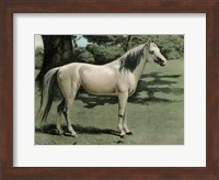 Framed Cassell's Horse I
