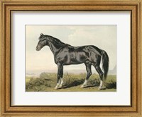 Framed Cassell's Horse II