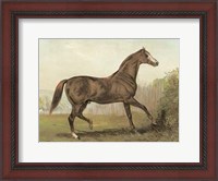 Framed Cassell's Horse III