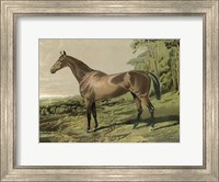 Framed Cassell's Horse IV