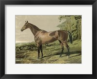 Framed Cassell's Horse IV