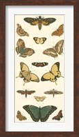 Framed Butterfly Panel I