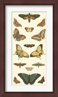 Framed Butterfly Panel I