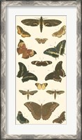 Framed Butterfly Panel II