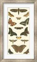 Framed Butterfly Panel II