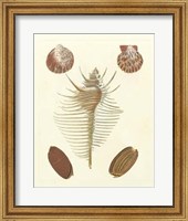 Framed Knorr Shells I