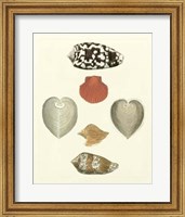 Framed Knorr Shells III