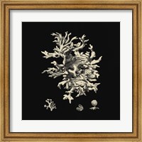 Framed Black And Tan Coral III