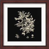 Framed Black And Tan Coral III