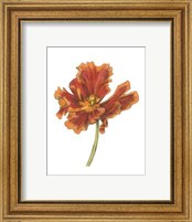 Framed Tulip Beauty I