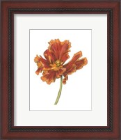 Framed Tulip Beauty I