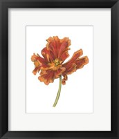 Framed Tulip Beauty I