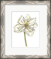 Framed Tulip Beauty II