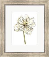 Framed Tulip Beauty II