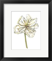 Framed Tulip Beauty II