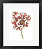 Framed Tulip Beauty III