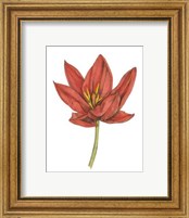 Framed Tulip Beauty IV