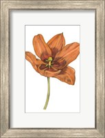 Framed Tulip Beauty V