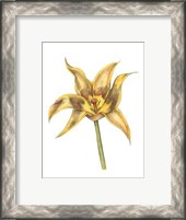 Framed Tulip Beauty VI