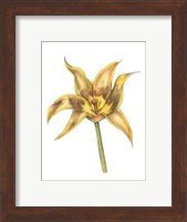 Framed Tulip Beauty VI
