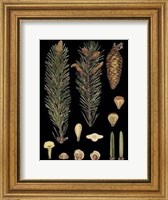 Framed Small Dramatic Conifers IV