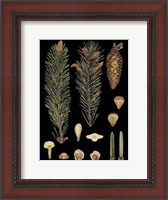 Framed Small Dramatic Conifers IV