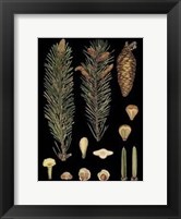 Framed Small Dramatic Conifers IV