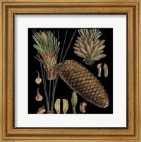 Framed Small Dramatic Conifers VI