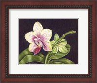 Framed Vibrant Orchid II