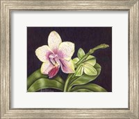 Framed Vibrant Orchid II