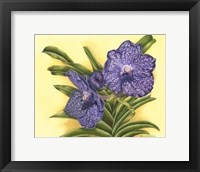 Framed Vibrant Orchid III