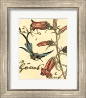 Framed 'Small Hummingbird Reverie I' border=