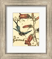 Framed Small Hummingbird Reverie I