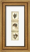 Framed Mini Rustic Shell Panel II