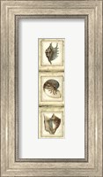 Framed Mini Rustic Shell Panel II