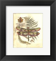 Framed Mini Regal Dragonfly IV